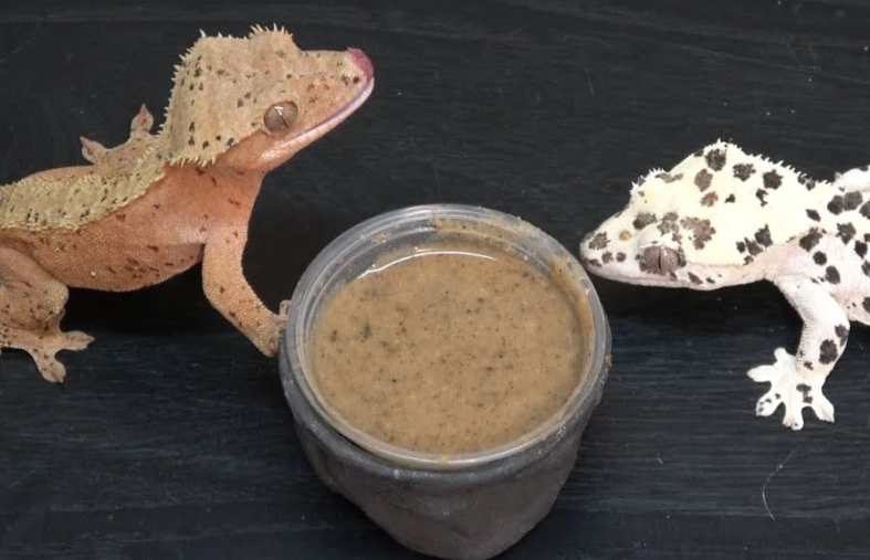 how to feed crested gecko