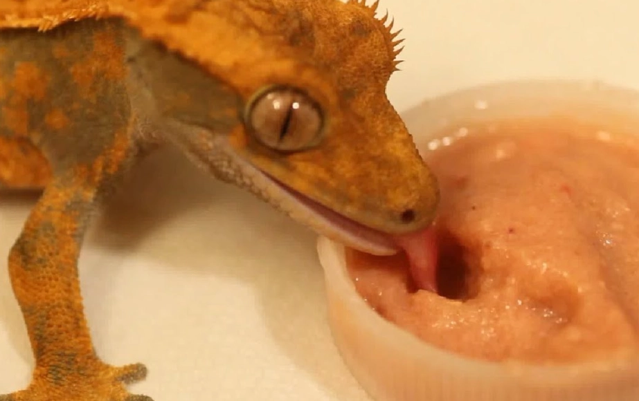 crested gecko diet