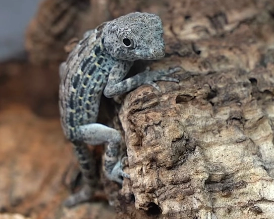scorpion tailed gecko tank mates