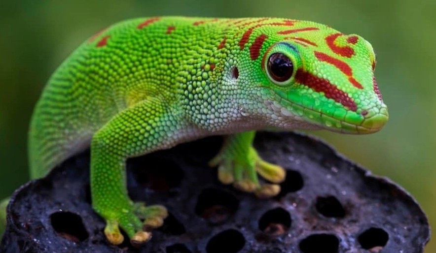 gecko bite treatment