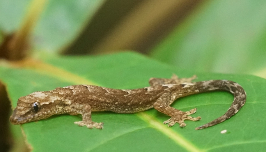 chameleon gecko care