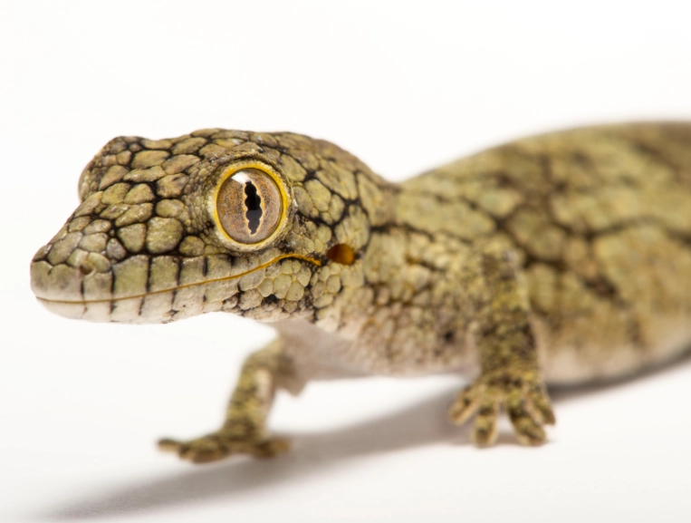 arboreal gecko habitat