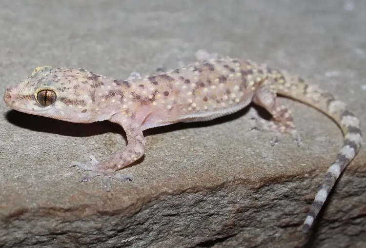 arboreal gecko habitat