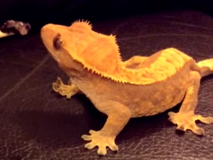 best crested gecko food