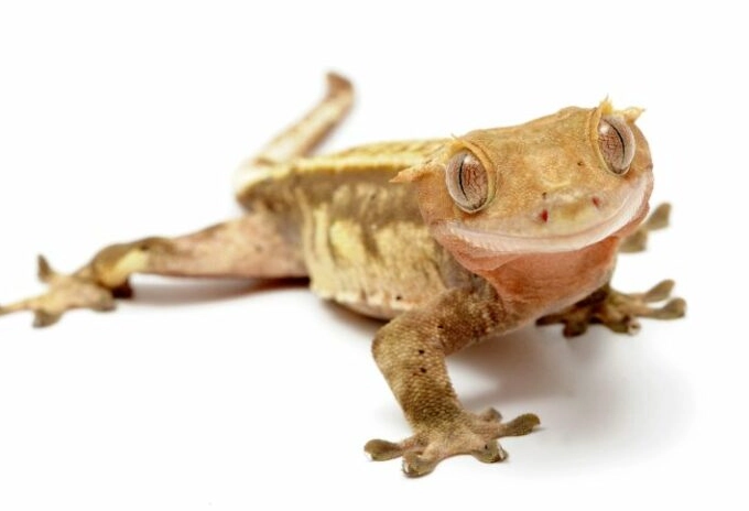 can chameleons live with geckos