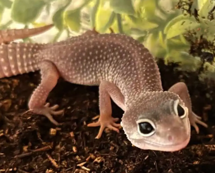 black leopard gecko morph