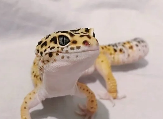 adult leopard gecko setup