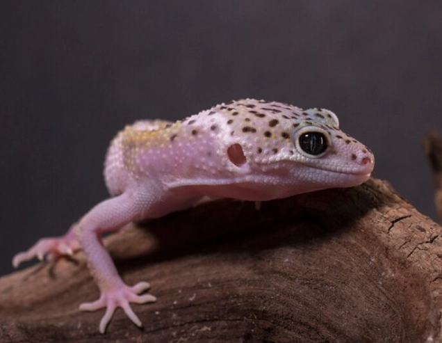 chameleon gecko cohabitation