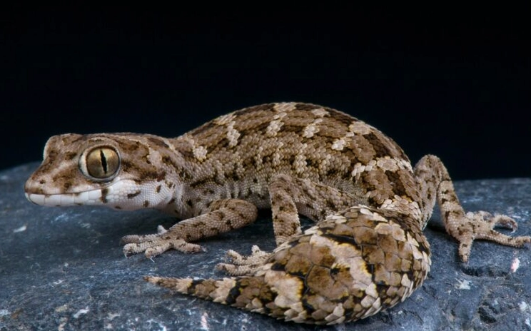 scorpion tailed gecko care
