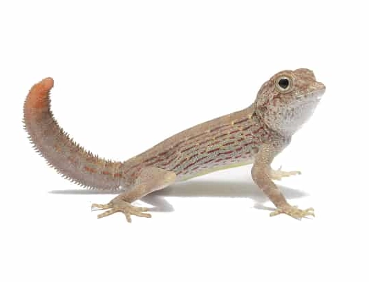 is it safe to cohabitate scorpion tailed geckos