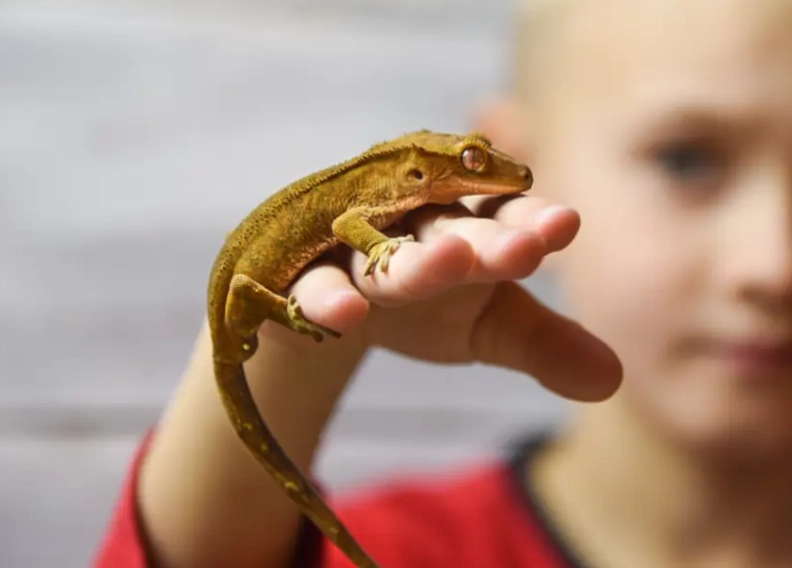 chameleon gecko care