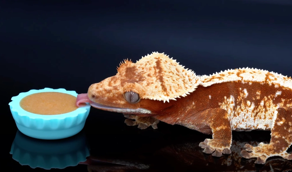 how to feed crested gecko