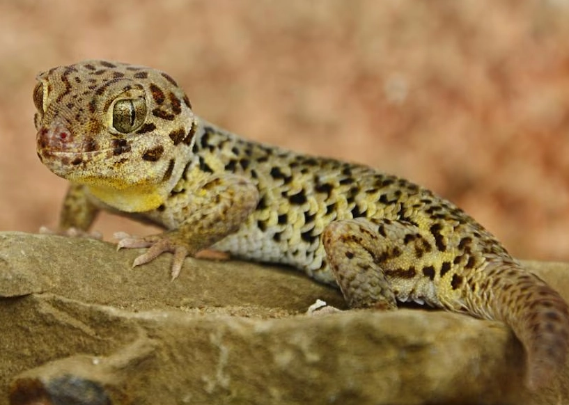 Leopard gecko care