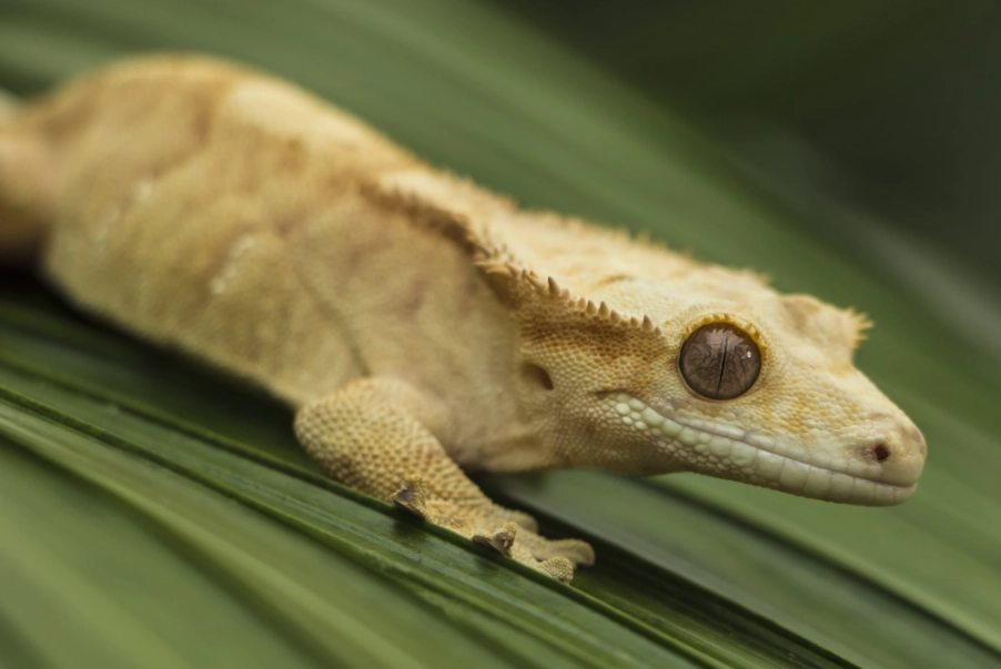 are crested geckos good pets
