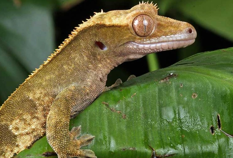 crested gecko pet