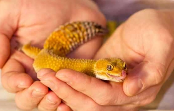 tame leopard gecko