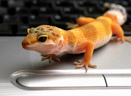 easy pet lizard