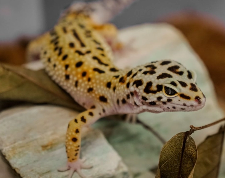 leopard gecko care