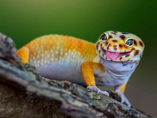 how to care for a leopard gecko