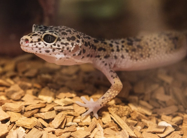 leopard gecko setup