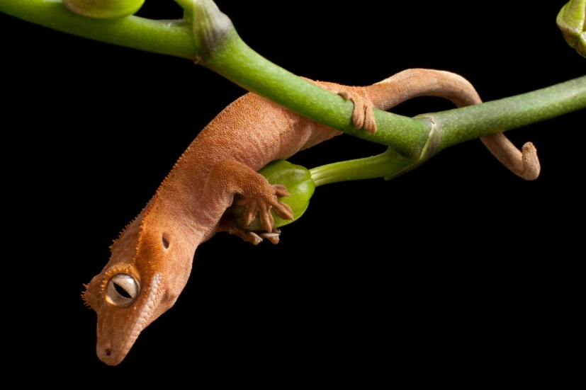 crested gecko care