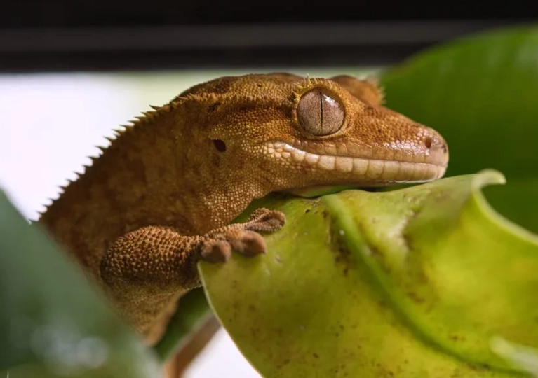 crested gecko care