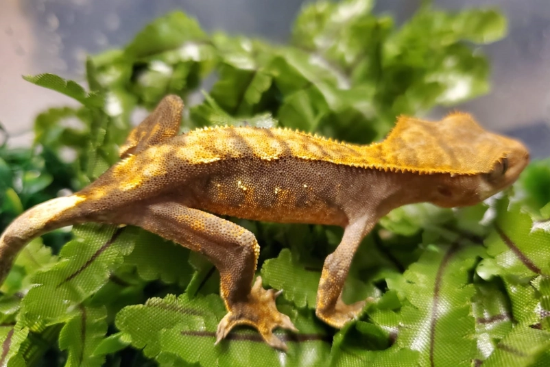 how many crested geckos