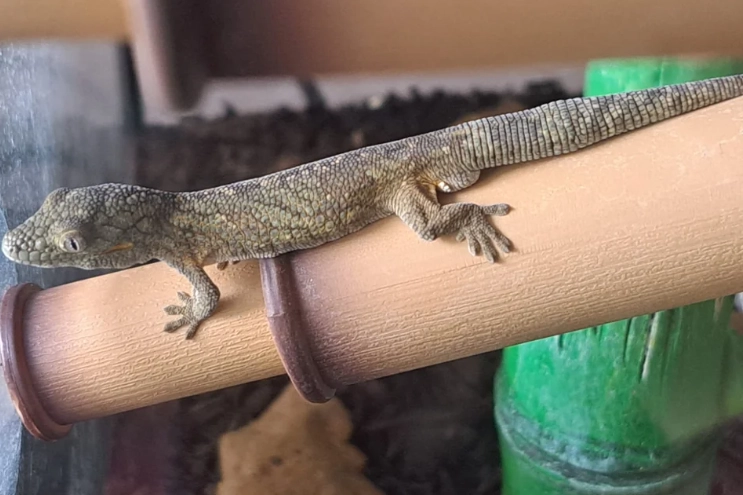 chameleon gecko species