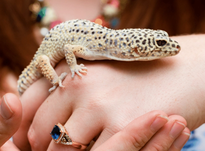 leopard gecko handling