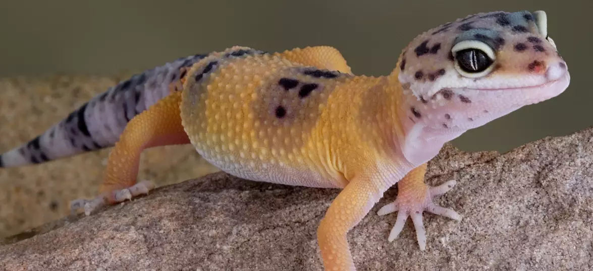 chameleon gecko pet chameleon gecko pet