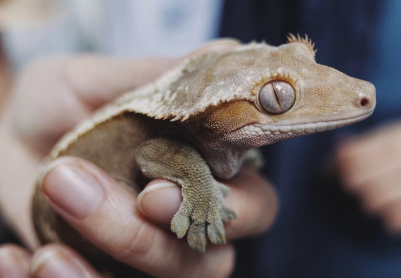 are chameleon geckos good pets are chameleon geckos good pets