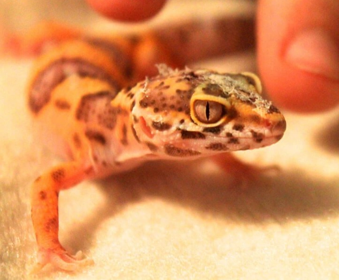 leopard gecko care