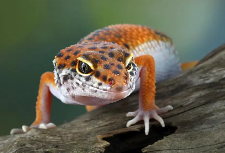 Leopard gecko care