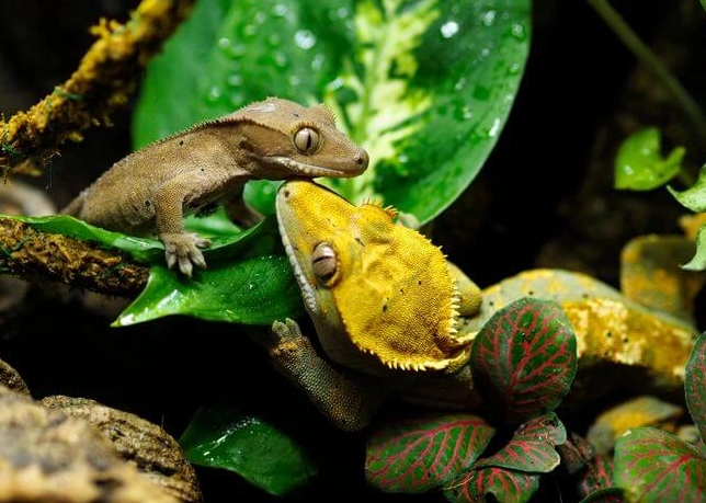 single vs multiple crested geckos