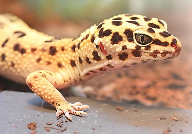 Leopard gecko care
