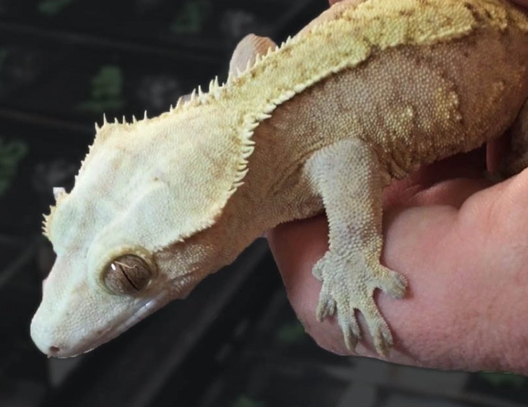 crested gecko pet