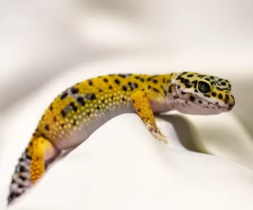 leopard gecko handling