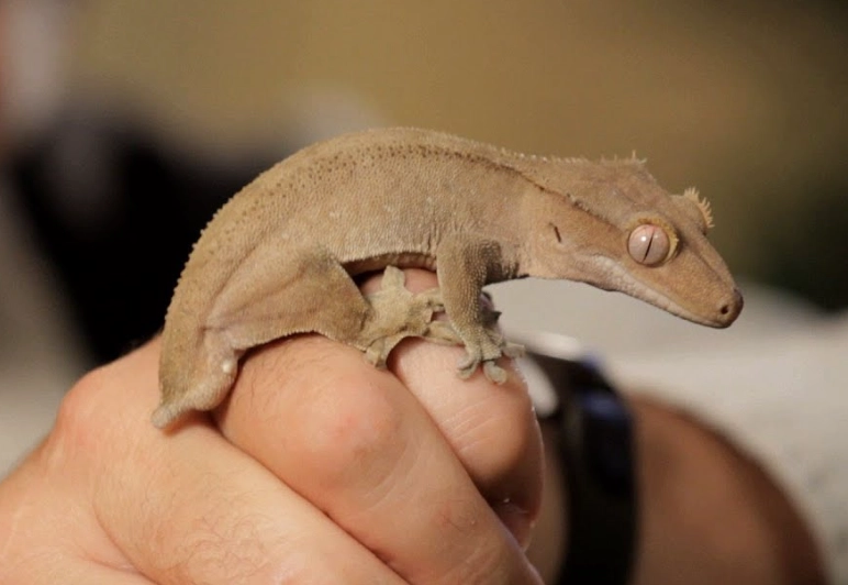 caring for crested gecko