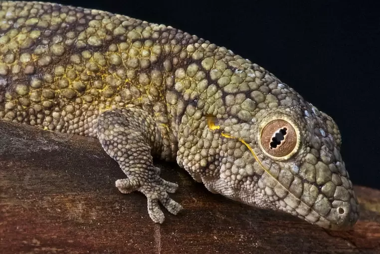chameleon gecko species