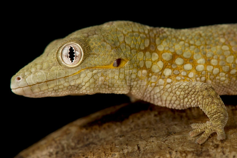 pet gecko breeds