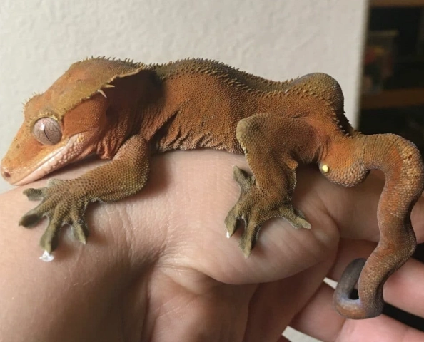 crested gecko care
