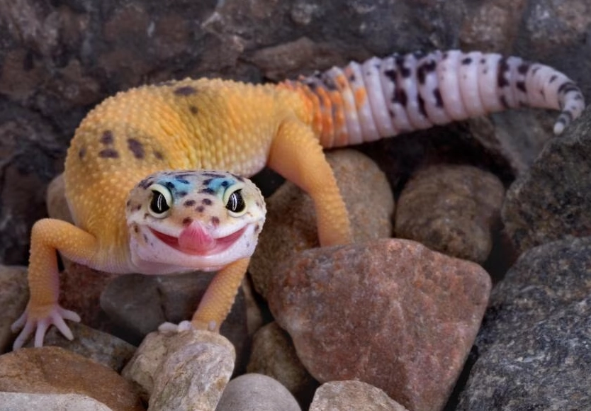 how to care for a leopard gecko