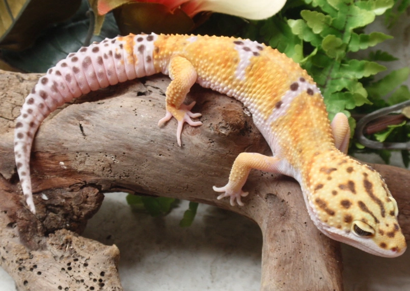 Leopard gecko care