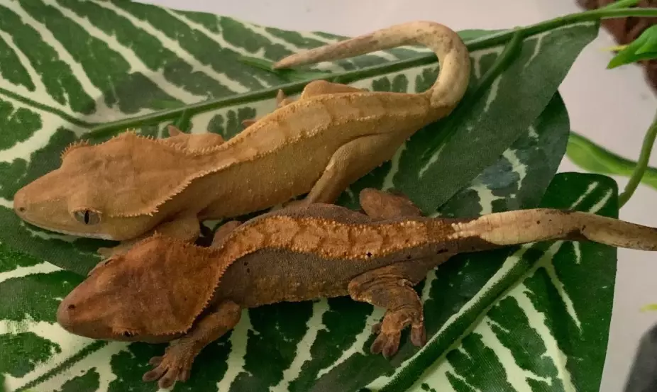 crested gecko humidity too low crested gecko humidity too low