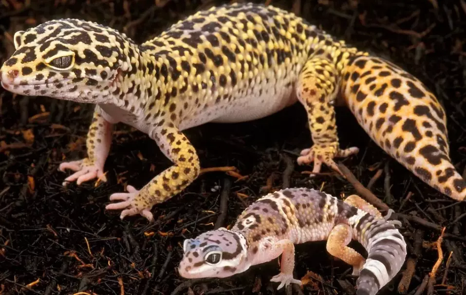 prettiest leopard gecko morphs prettiest leopard gecko morphs