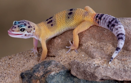 beautiful leopard gecko colors beautiful leopard gecko colors