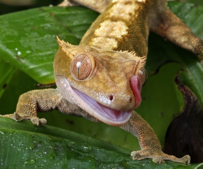 crested gecko humidity