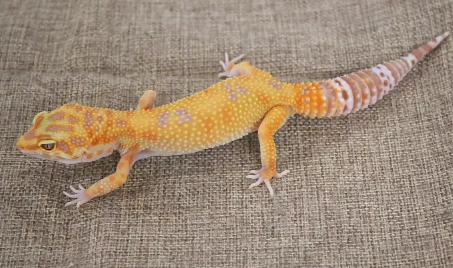 black night leopard gecko