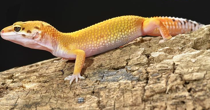 giant leopard gecko