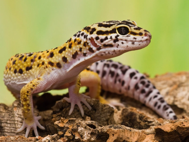 rare leopard gecko morphs rare leopard gecko morphs